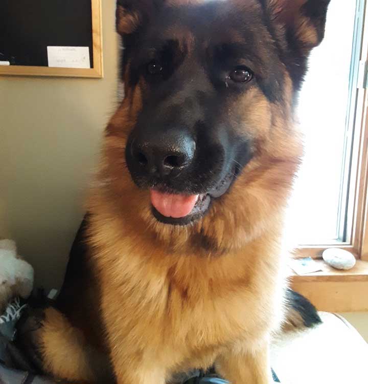 pet photo